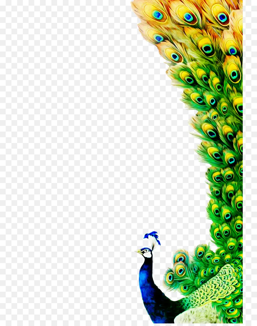 Pena，Peafowl PNG