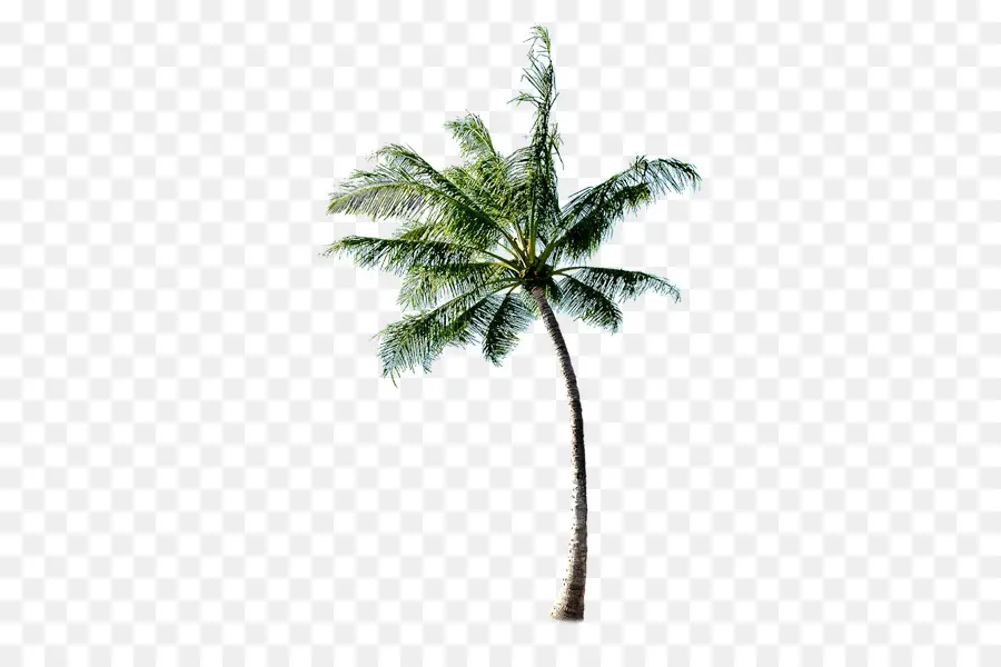 árvore，Praia PNG