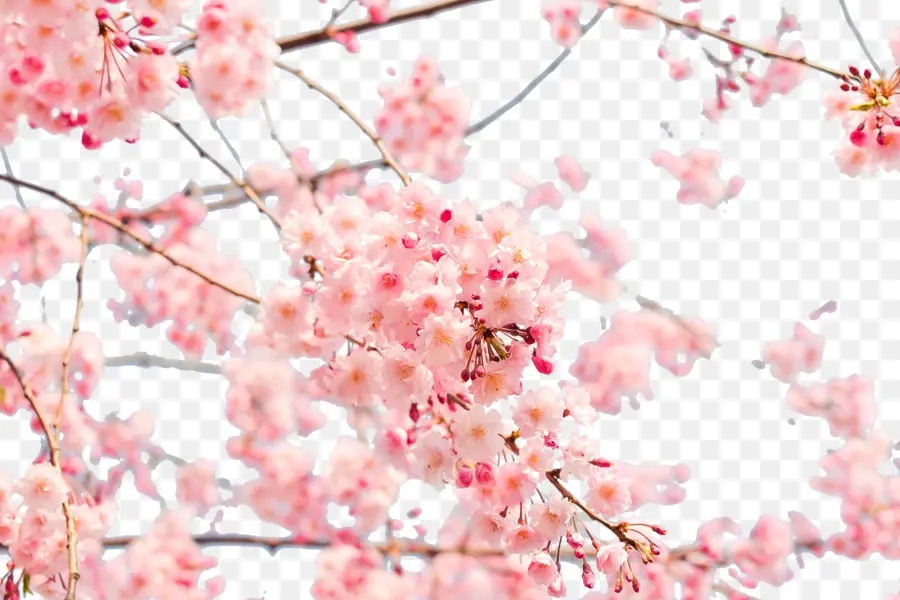 Japão，Flor De Cerejeira PNG