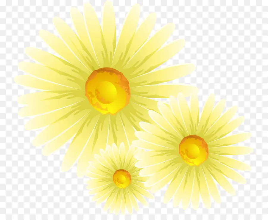 Crisântemo，Comum Daisy PNG