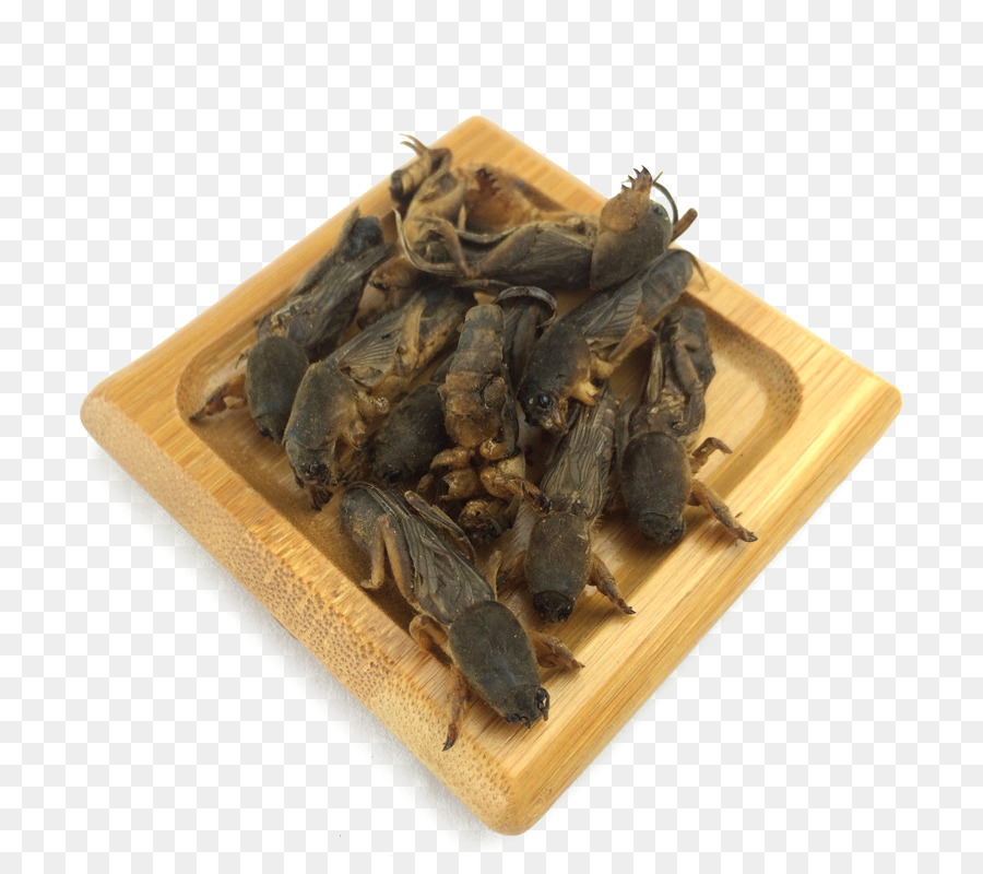 Mole De Críquete，Chinês Herbologia PNG