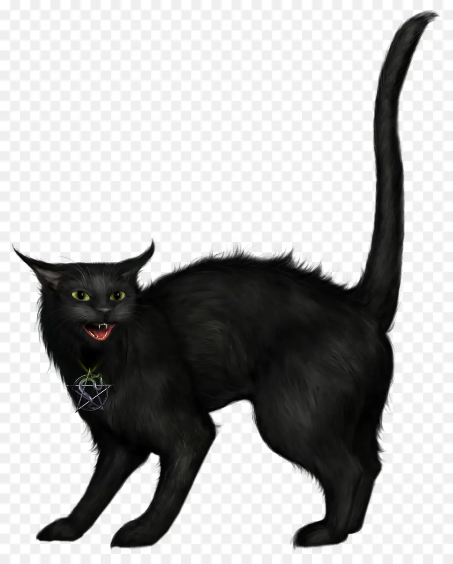 Gato，Gato Preto PNG