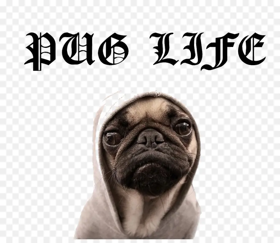 Pug，Bicho De Estimação PNG