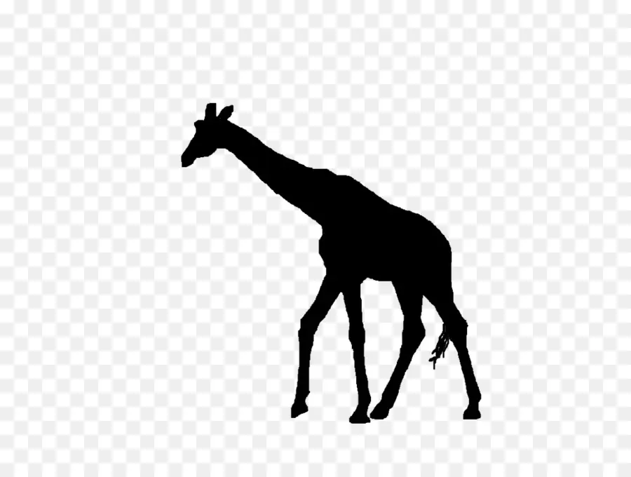 Silhueta，Oeste Africano Girafa PNG