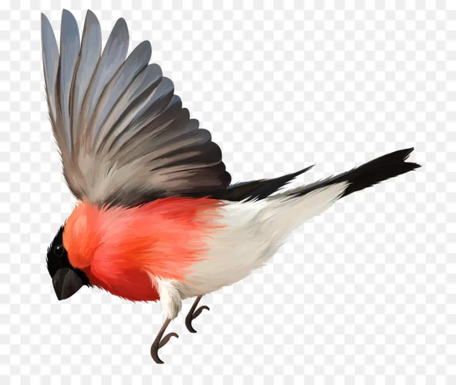 Aves，Voo PNG