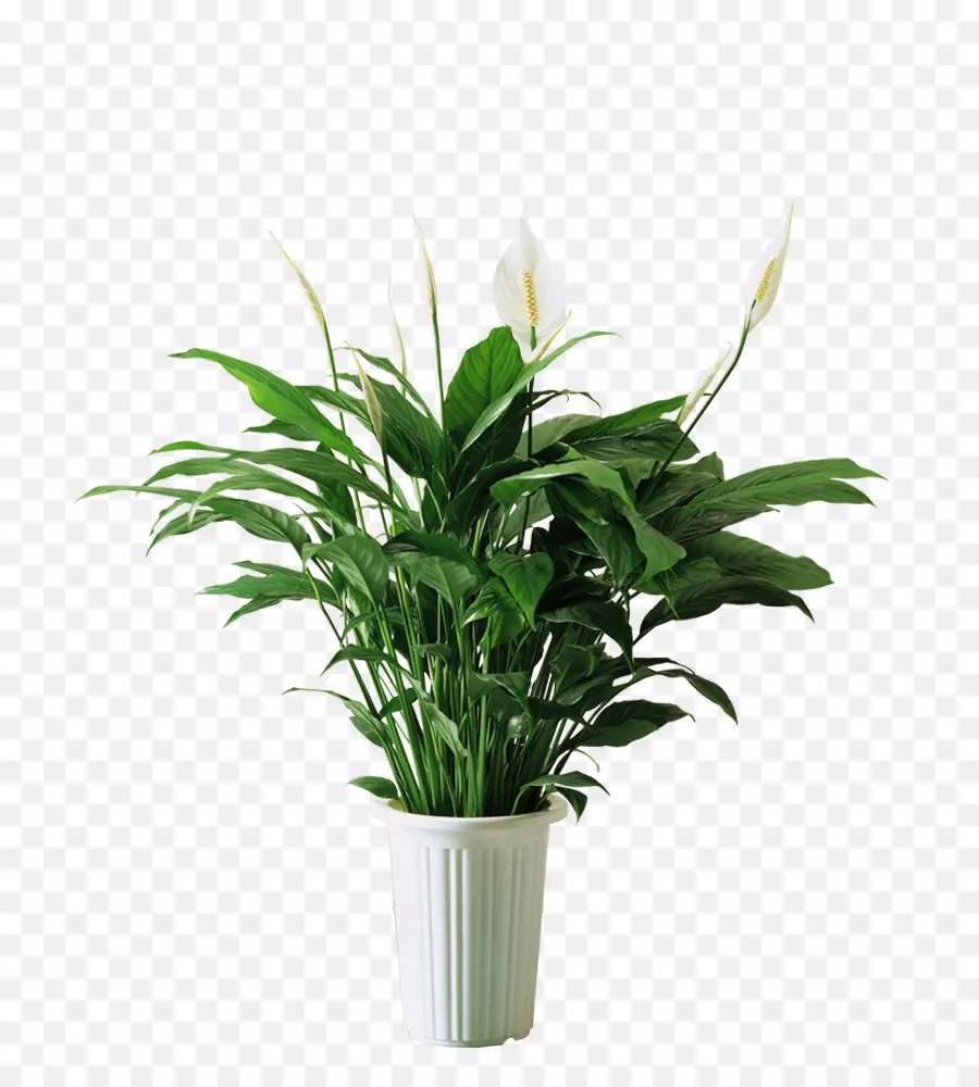 Spathiphyllum Kochii，Planta PNG