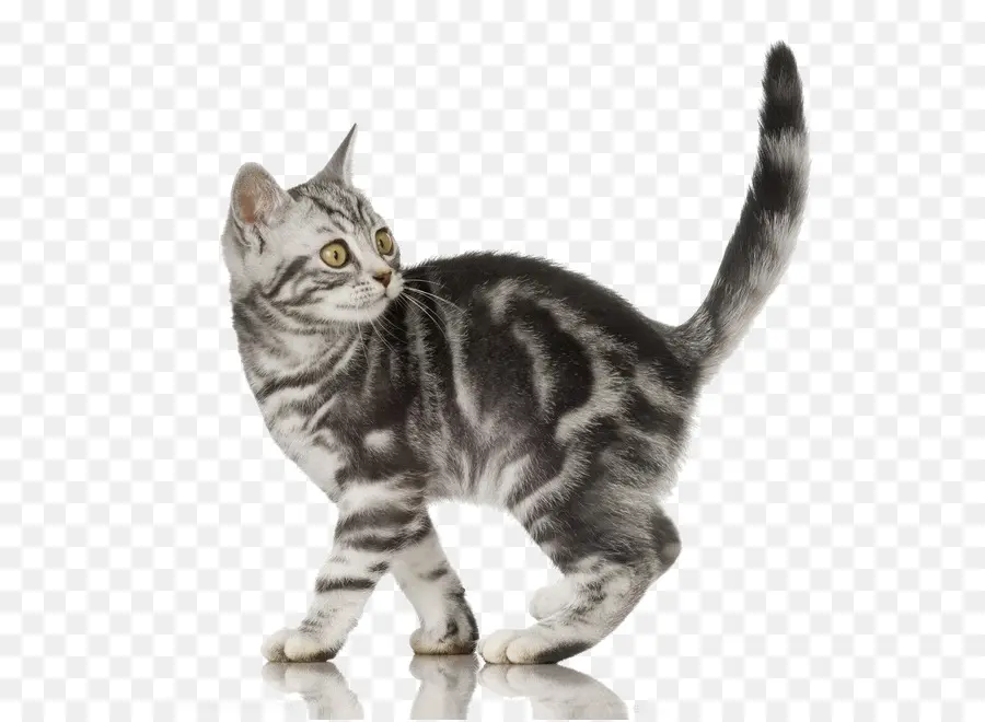 American Shorthair，British Shorthair PNG