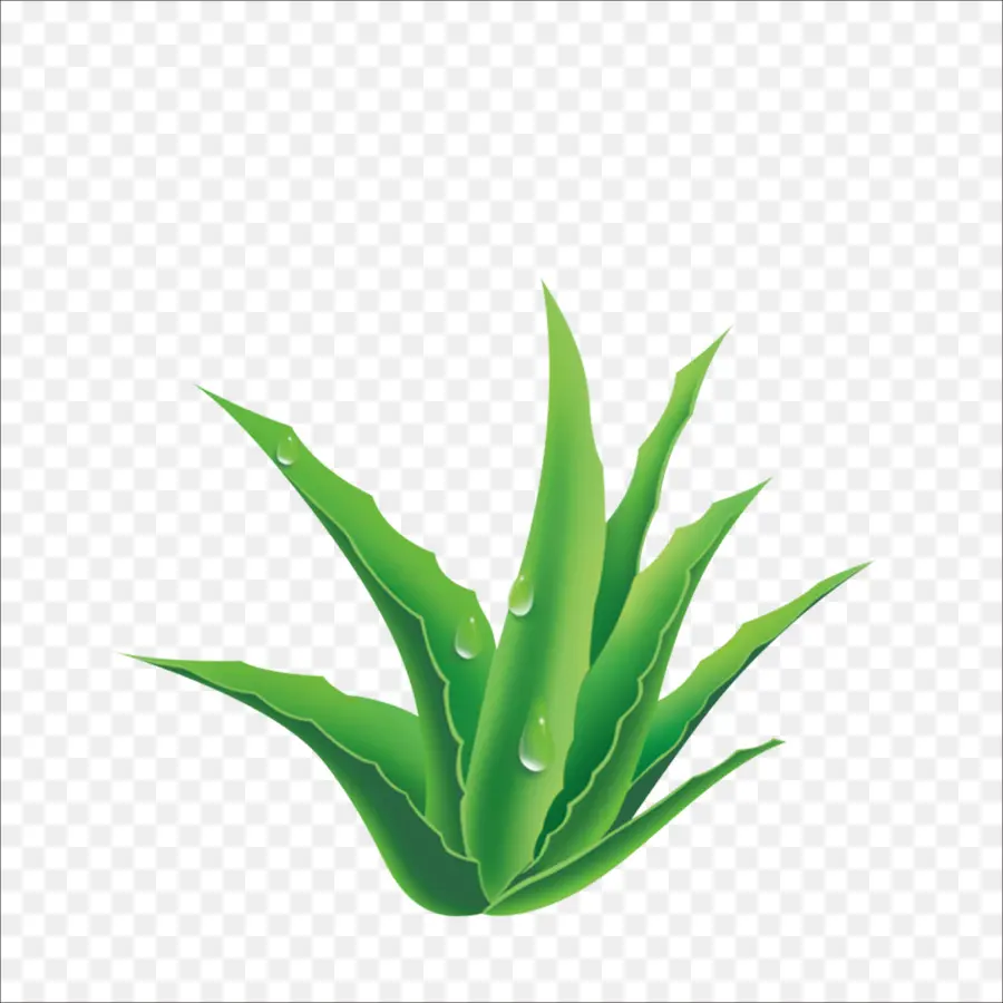 Aloe，Planta PNG
