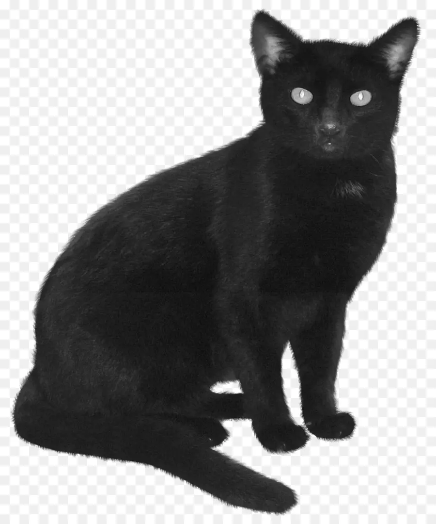 Gato Preto，Bicho De Estimação PNG