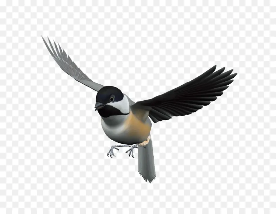 Colibri，Pássaro PNG