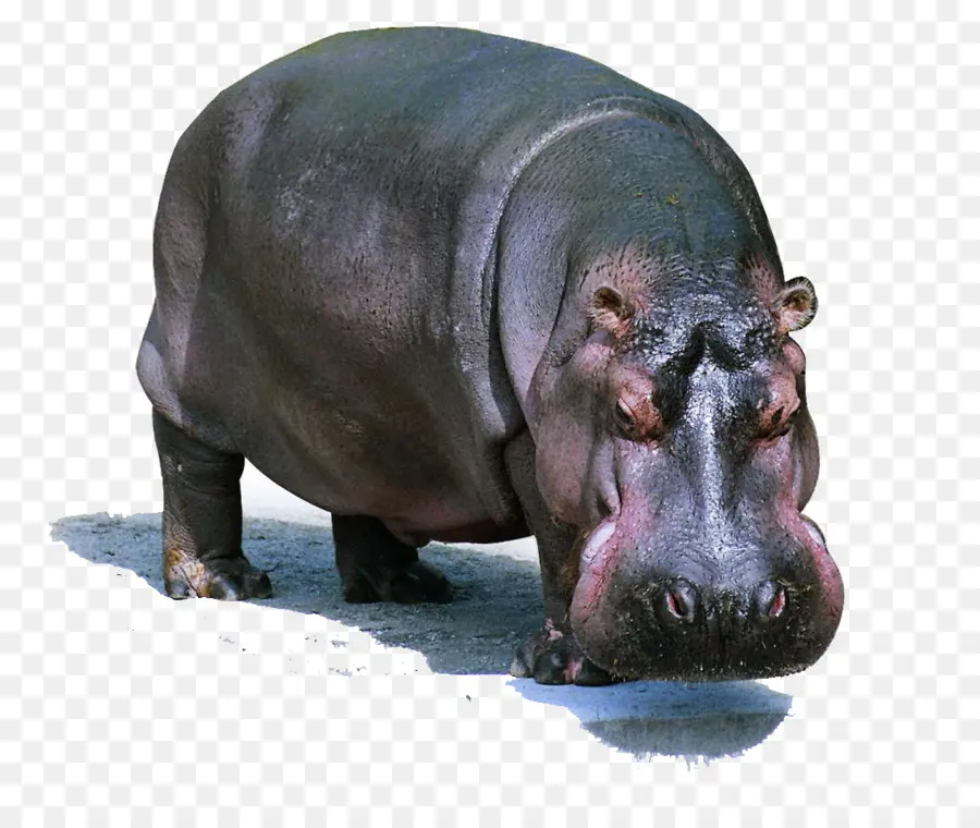 Hipopótamo，Hipopótamo Pigmeu PNG
