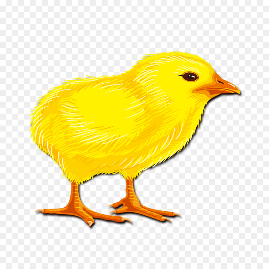 Yellowhair De Frango，Galo PNG