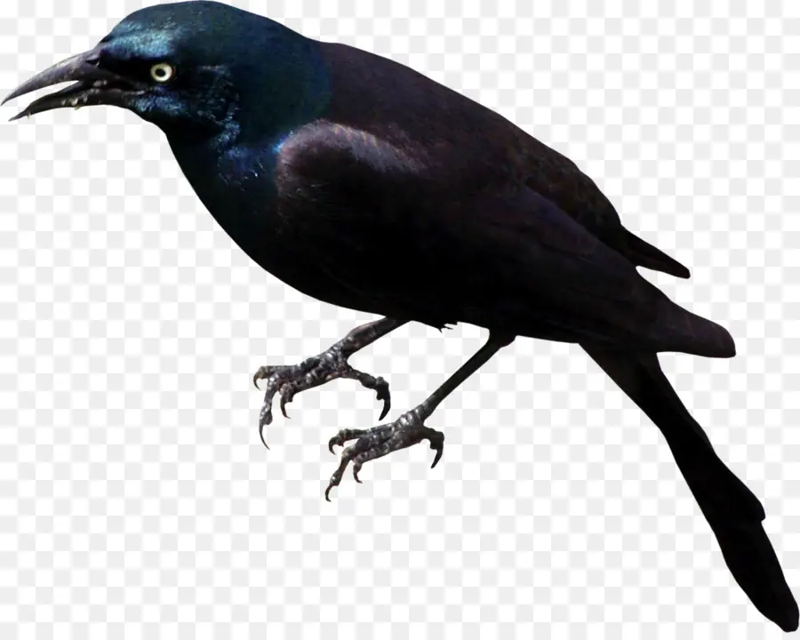 Rook，América Do Corvo PNG