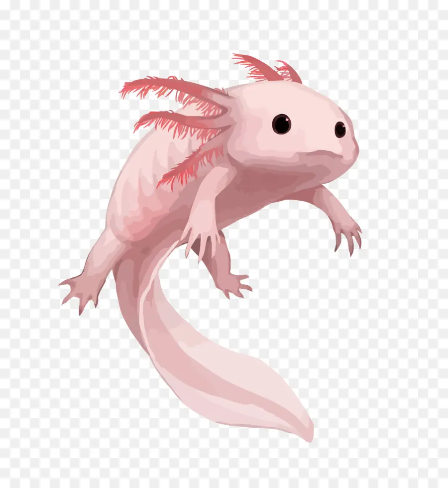 Salamandra，Axolotl PNG