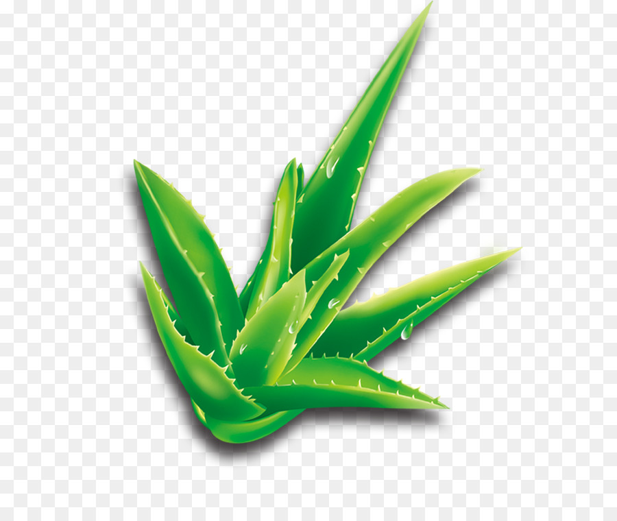 Aloe Vera, Cartoon, Planta png transparente grátis