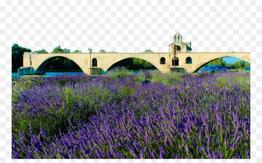 Campo De Lavanda，Ponte PNG