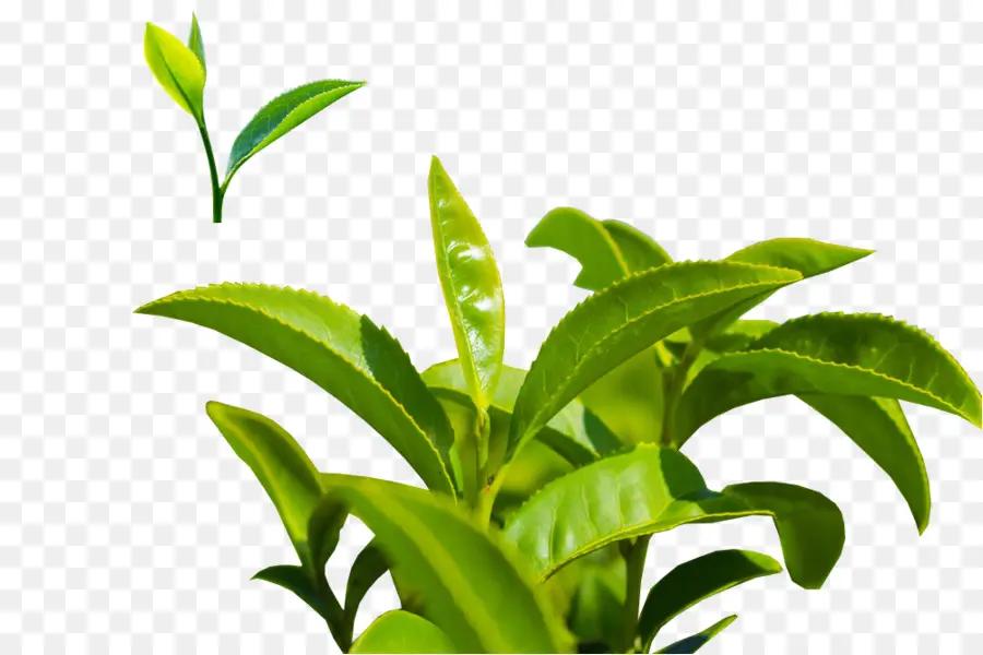 Plantar，Verde PNG