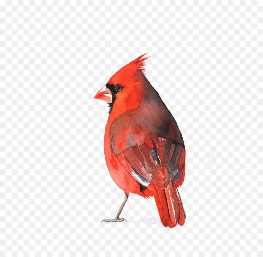 Pássaro Vermelho，Cardeal PNG