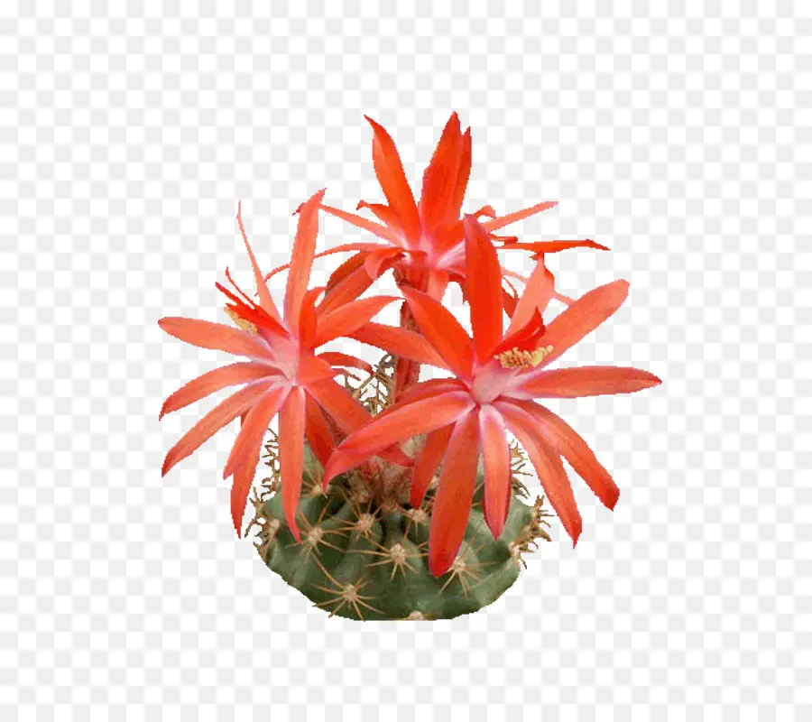 Epiphyllum，Pré Visualização PNG