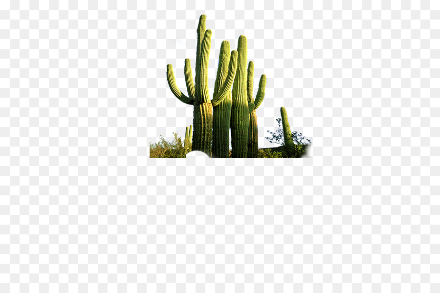 Cactaceae, Saguaro, Deserto png transparente grátis