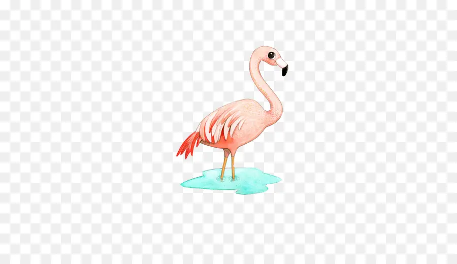 Flamingo，Pássaro PNG