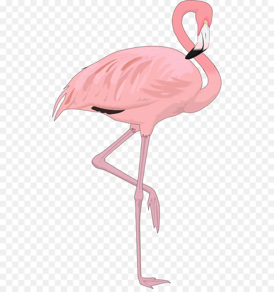 Flamingo Rosa，Sapato PNG