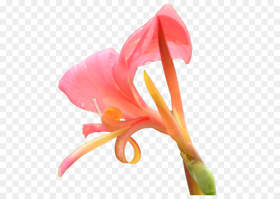 Canna，Flor PNG