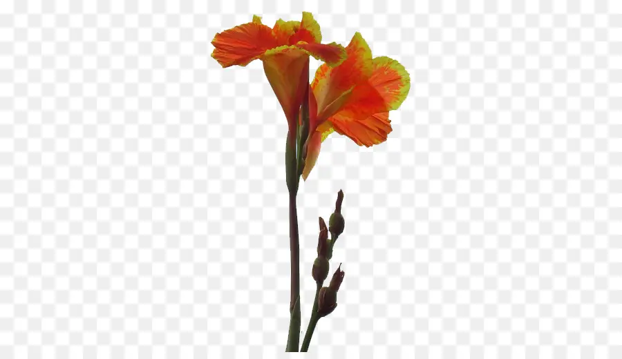 Canna Indica，Flor PNG