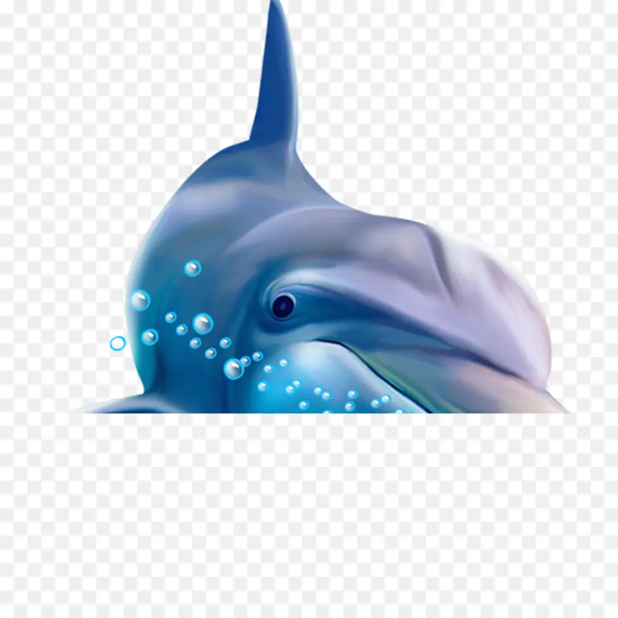 De Autocolantes De Parede，Dolphin PNG