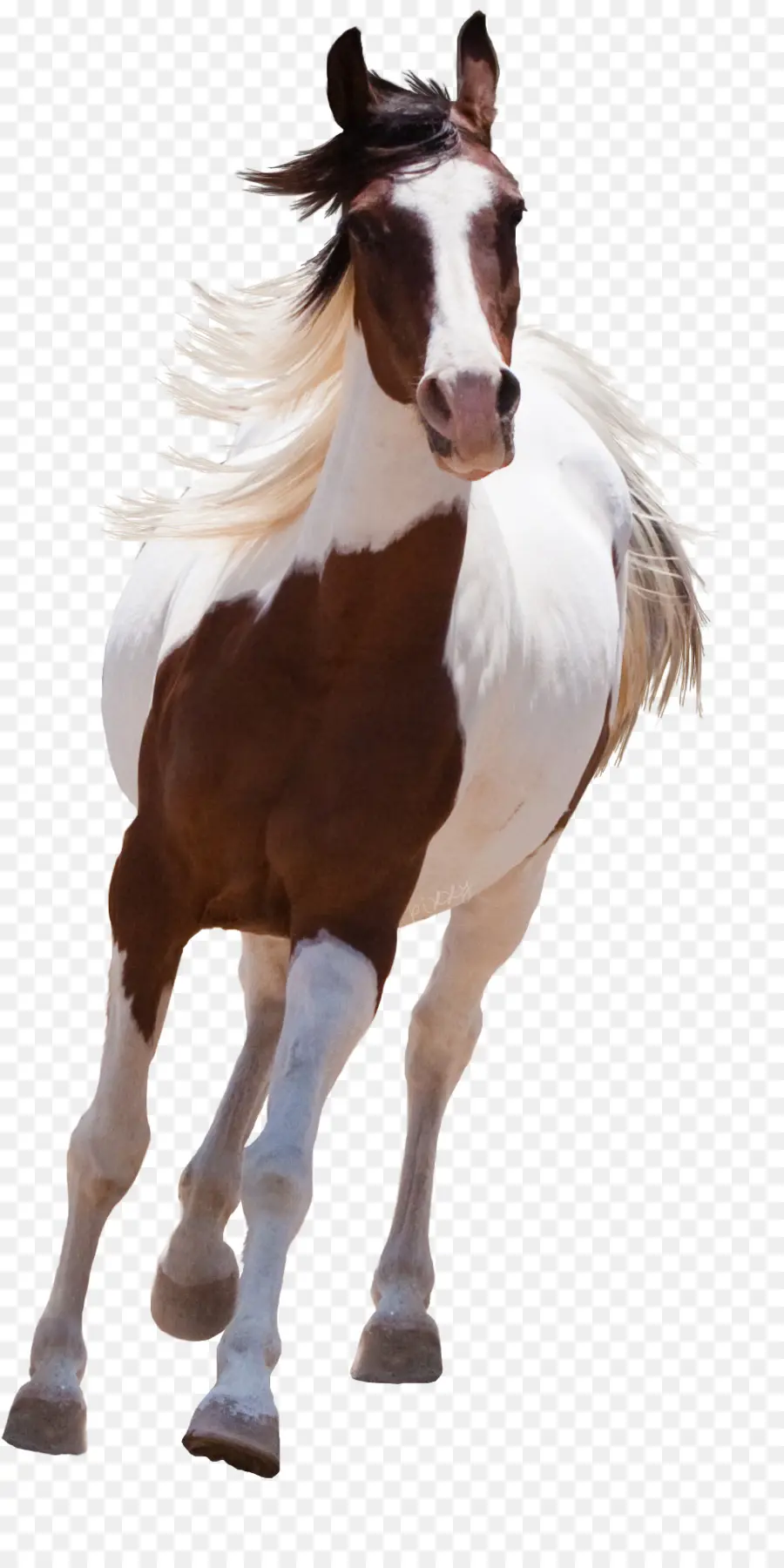 Cavalo árabe，A American Paint Horse PNG