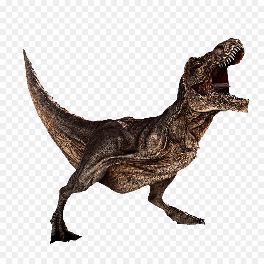 Tiranossauro Rex fundo png & imagem png - Dinossauro tiranossauro Clip-art  - Tiranossauro rex modelo png transparente grátis