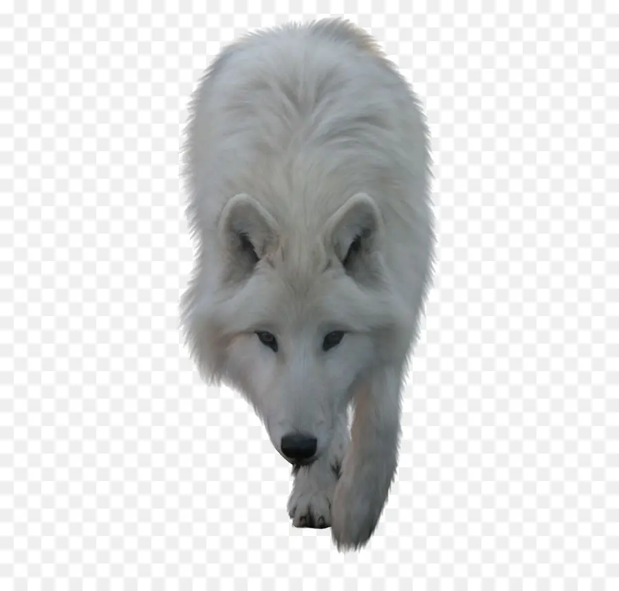 Arctic Wolf，Download PNG