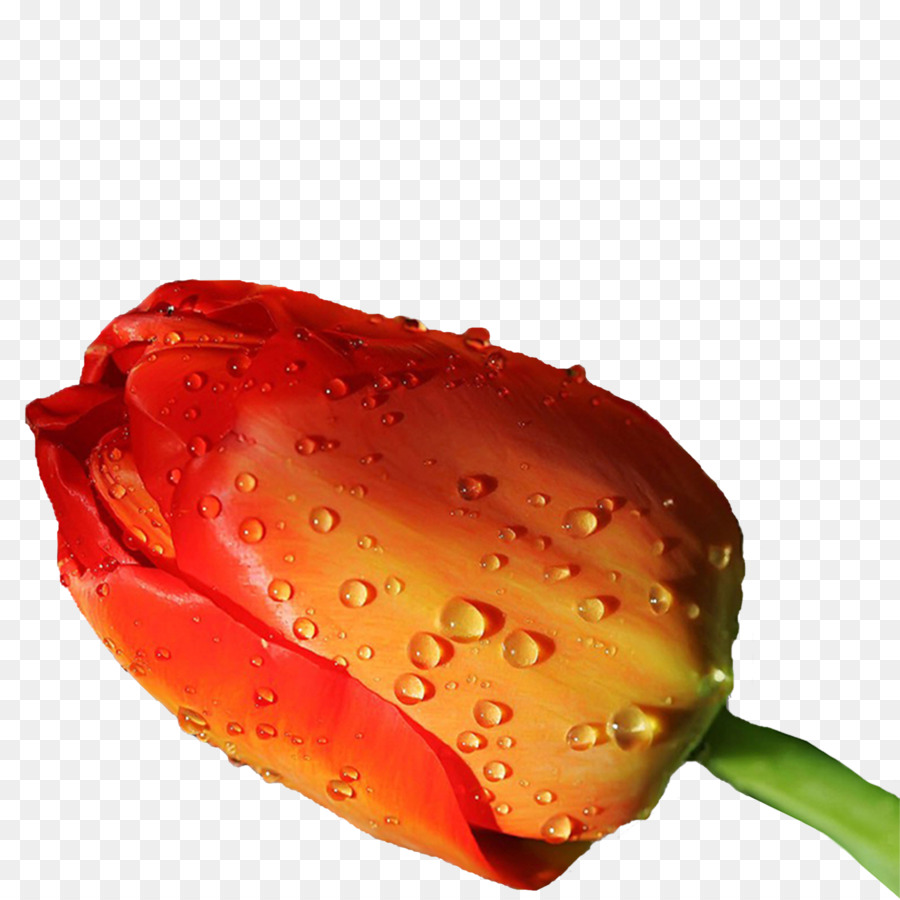 Tulipa Laranja，Tulipa PNG