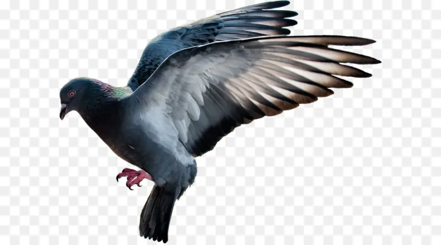 Pombo，Pássaro PNG