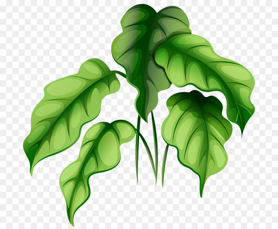 Planta Verde，Folhas PNG