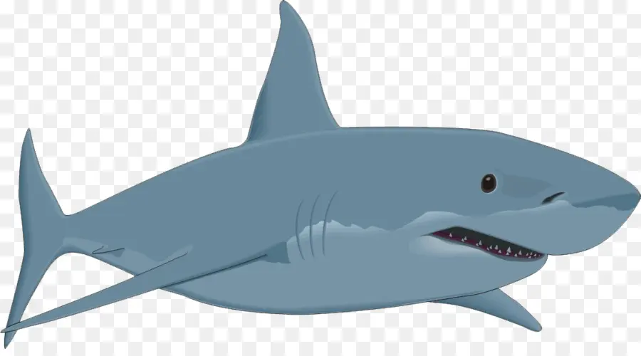 Tubarão，Bull Shark PNG