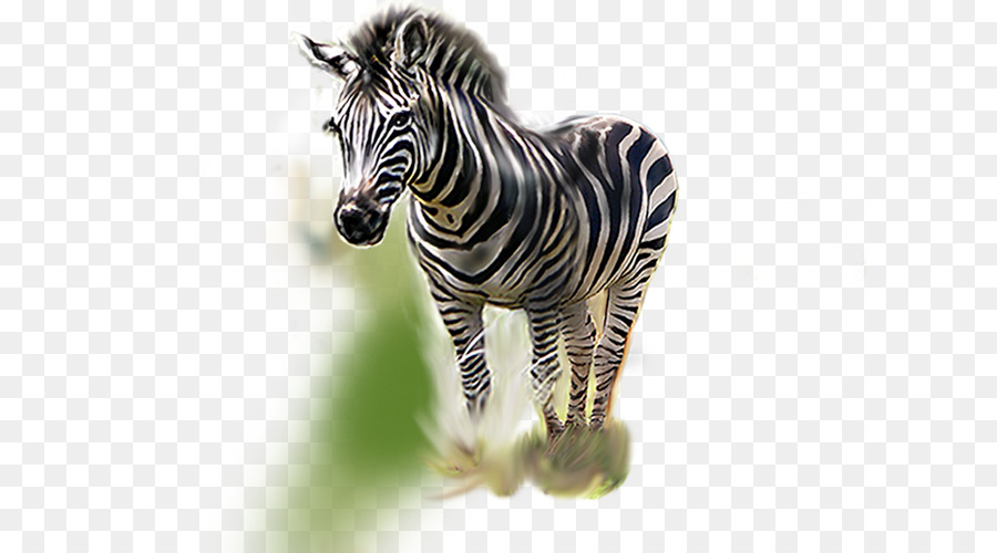 Zebra，Listras PNG