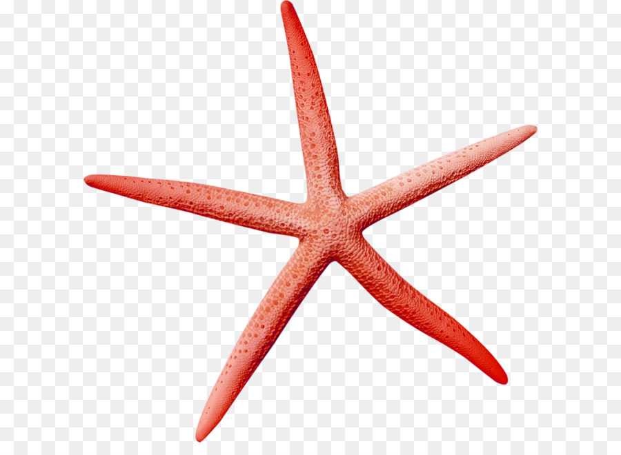 Estrela Do Mar，Download PNG