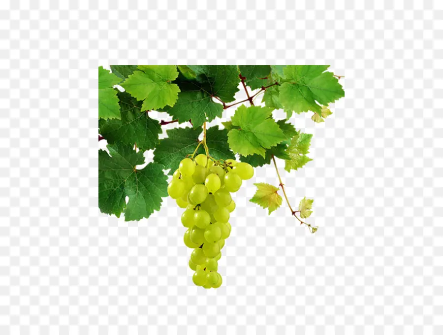 Sauvignon Blanc，Vinho Branco PNG