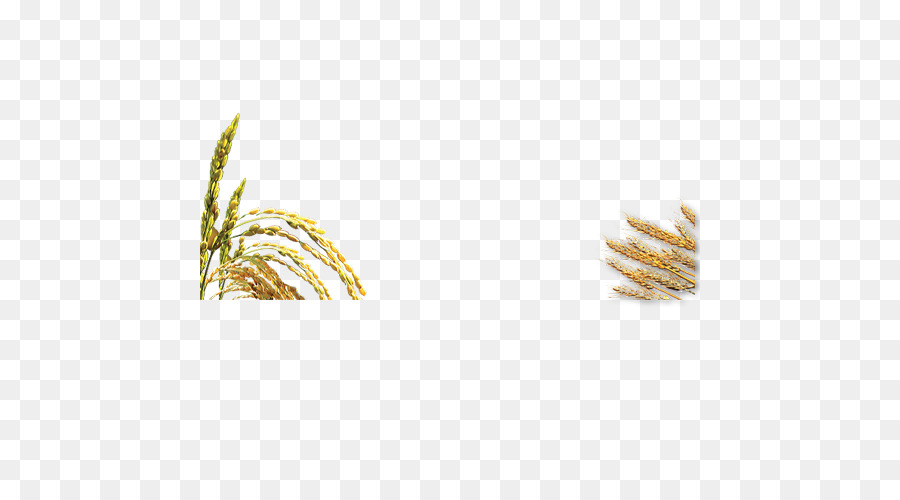 Planta De Arroz，Grãos PNG