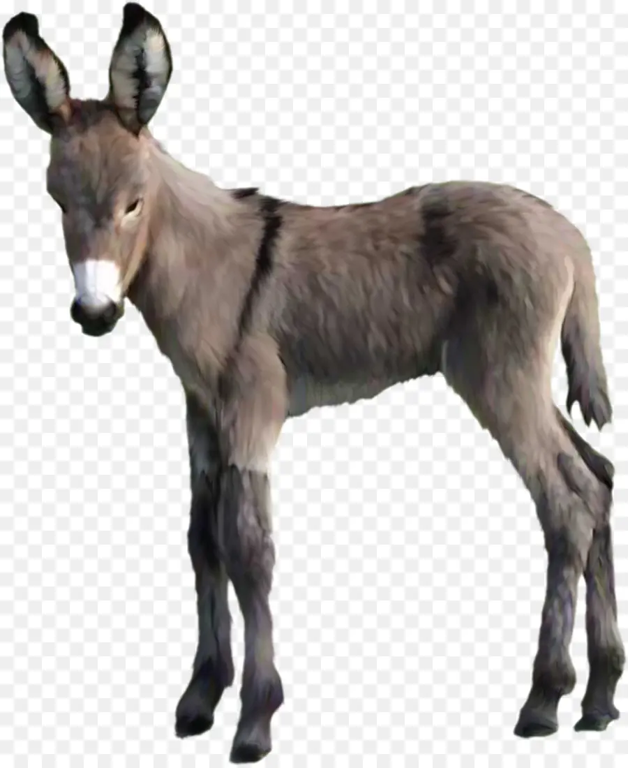 Burro，Mula PNG