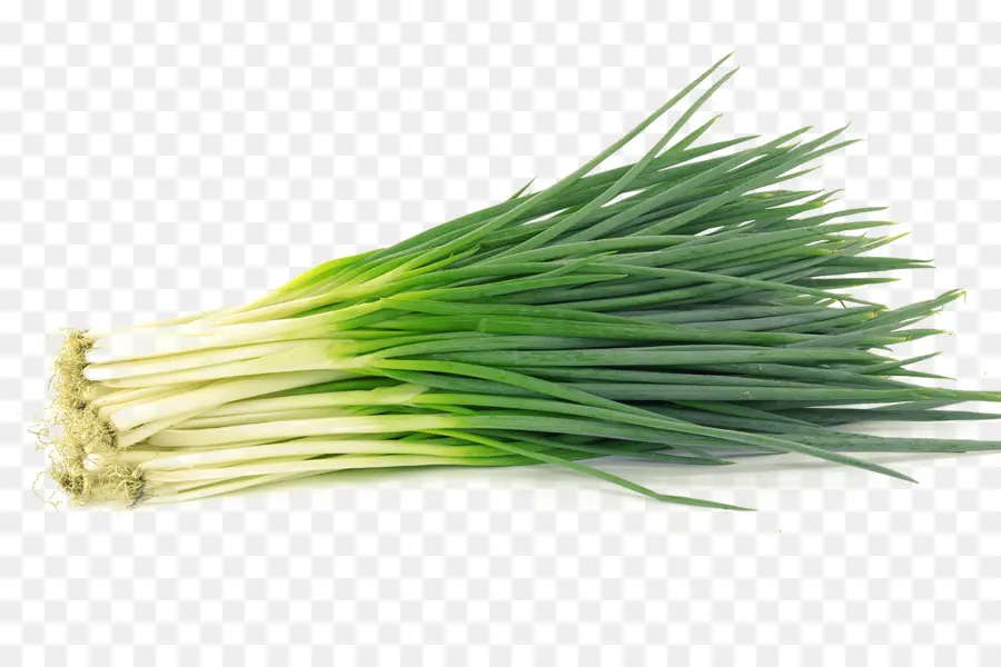 Allium Fistulosum，Cebolinha PNG