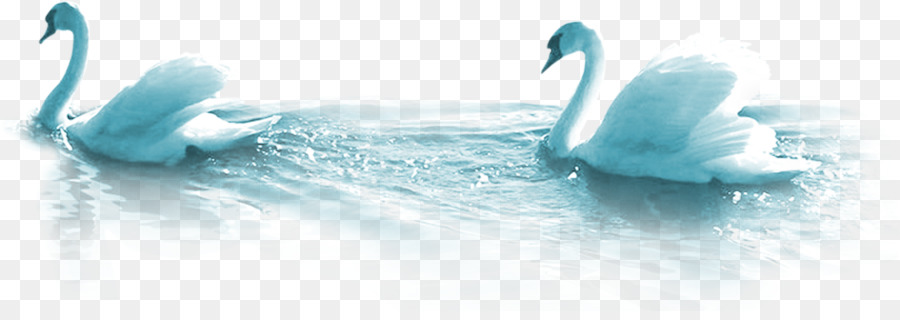 Cisnes，Pássaros PNG