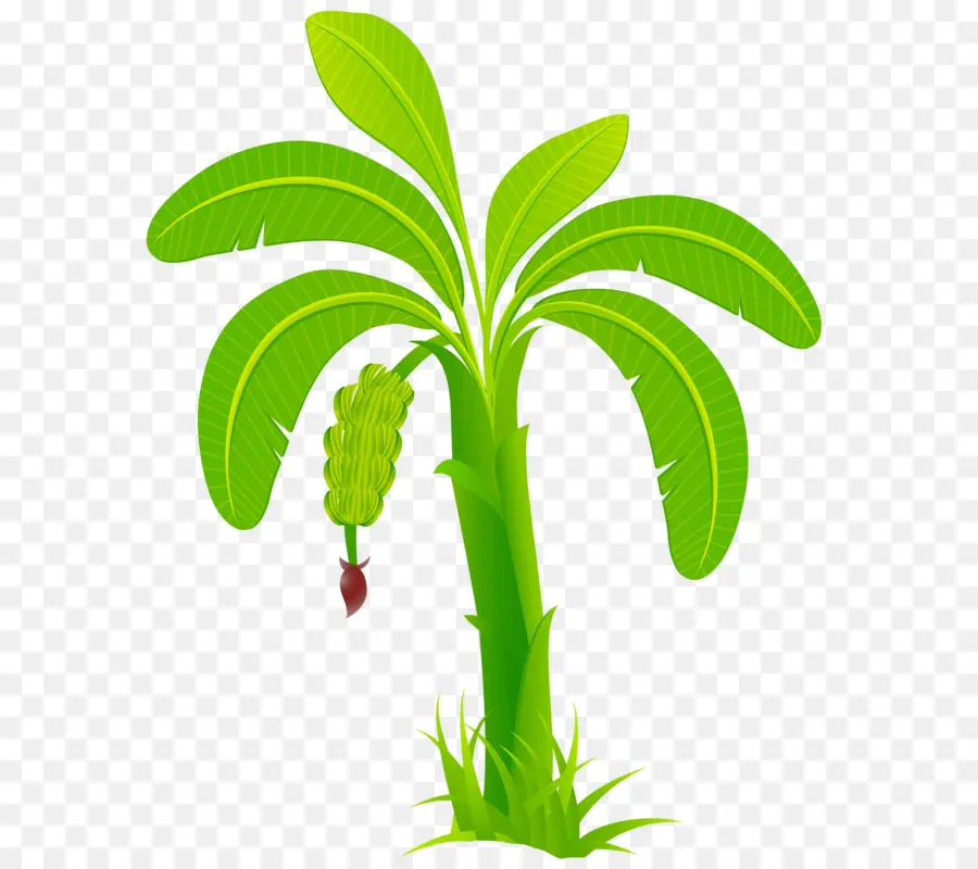 Arecaceae，O Adobe Illustrator PNG