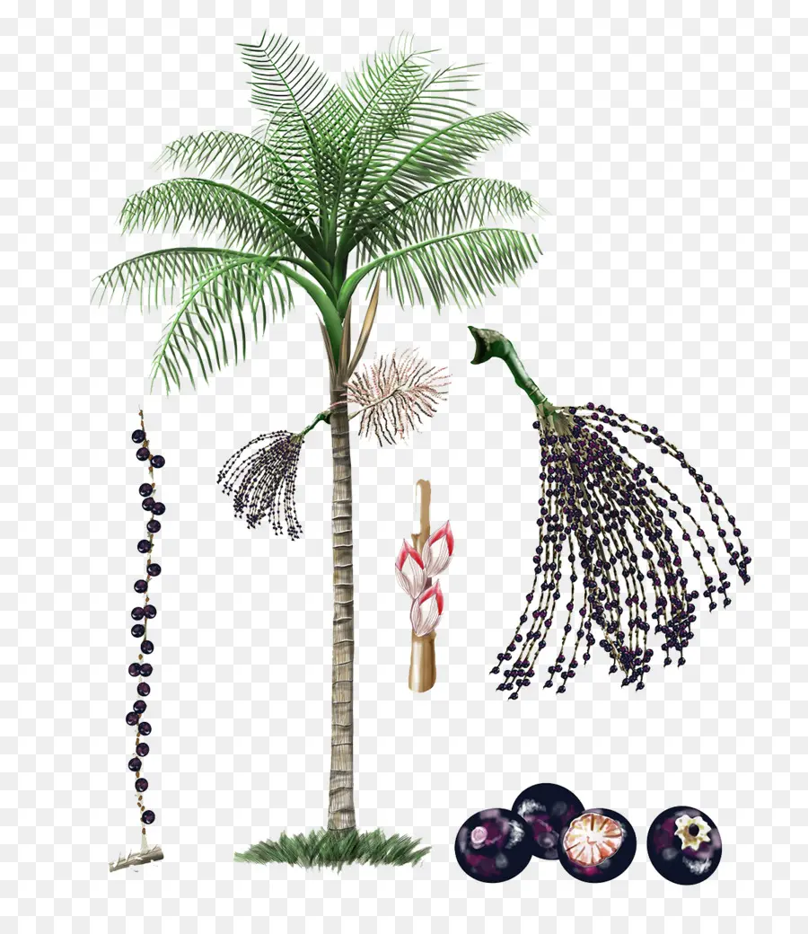 Palmeira Com Frutas，Frutas PNG