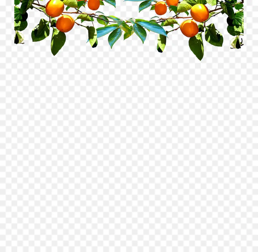 Frutas Laranja，Folhas PNG