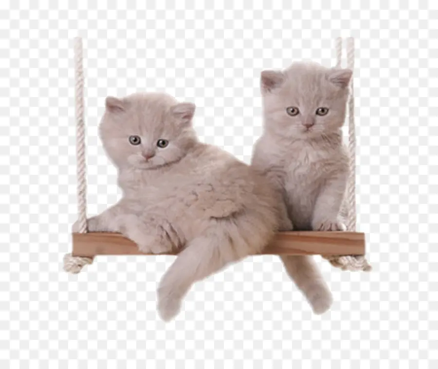 Gatinhos Fofos，Gatos PNG