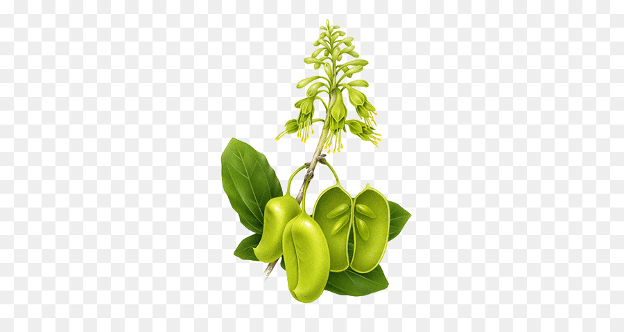 Plantar，Verde PNG