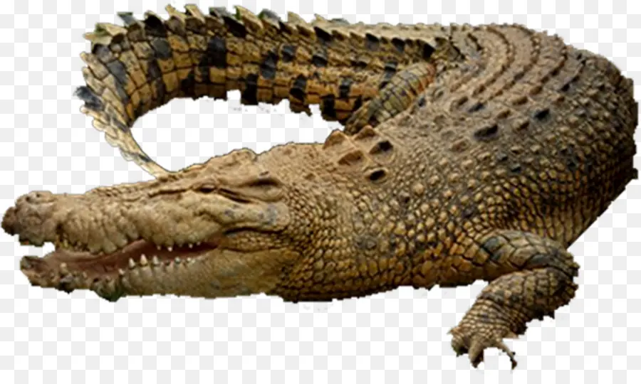 Crocodilo De água Salgada，Jacaré PNG