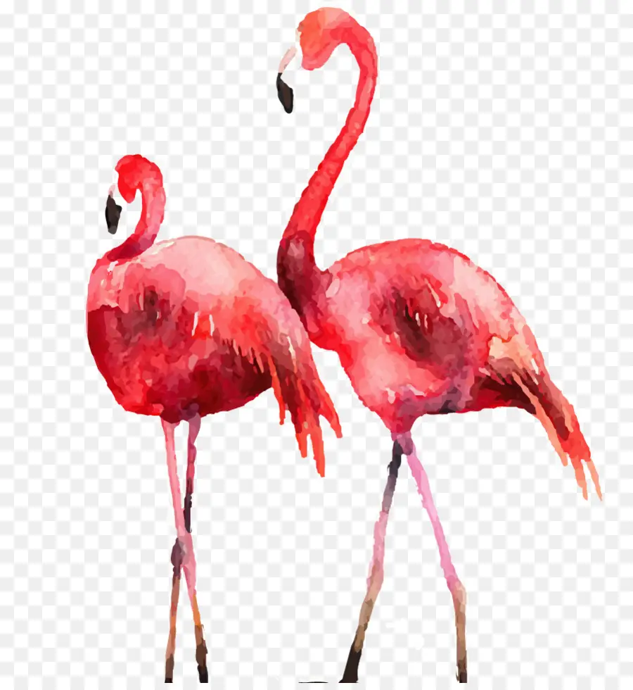 Flamingo，Cartaz PNG